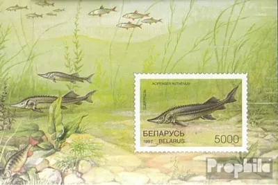 Produktbild von Briefmarken Weißrussland 1997 Mi Block15 (kompl.Ausg.) postfrisch Fische