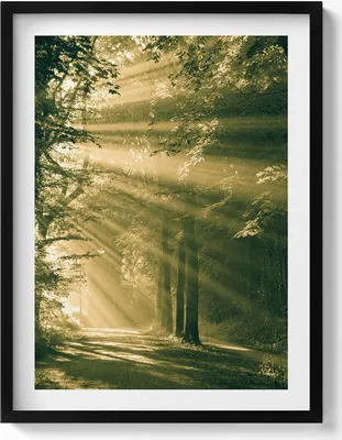 Produktbild von Sonnenschein in einem Wald– Wandbild mit Rahmen – Gerahmtes Bild  – Wanddekoration – 60x80 cm –  Schwarz Rahmen