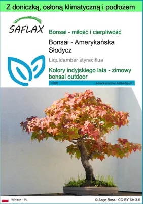 Zdjęcie produktu dla SAFLAX - Garden to go - Bonsai - Amerykańska Słodycz - 100 Nasiona - Z doniczką, pokrywą klimatyczną i podłożem do uprawy - Liquidamber styraciflua