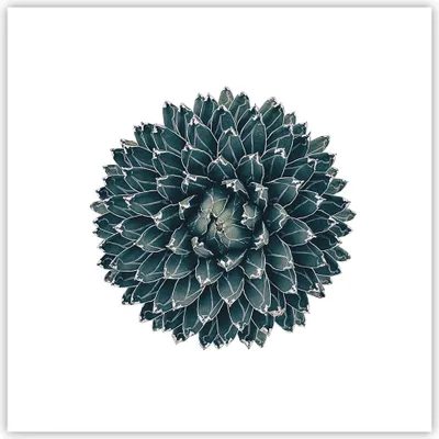 Produktbild von Poster - Poster ohne Rahmen - Agave Königin Victoria - 30x30 cm - Wand Bild - Wanddeko - Wandbilder - Kunstposter - Wandposter - Bilder - Kunstdruck - Wanddekoration - Wandbild - P2XAC30x30-4129