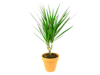 Obrázek produktu pro Gardners Dracaena marginata, průměr 11-12 cm