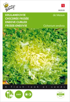 Artikelbild 2 von 'Sommer-Endivien de Meaux Krause' aus der Kategorie Endiviensalatsamen