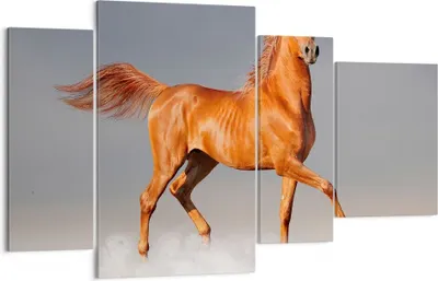 Produktbild von Bild auf Leinwand - Leinwandbild - Tiere Pferd Galopp Geschwindigkeit - 120x70cm - Wand Bild - Wanddeko - Leinwanddruck - Bilder - Kunstdruck - Leinwand bilder - Wandkunst - DL120x70-2590