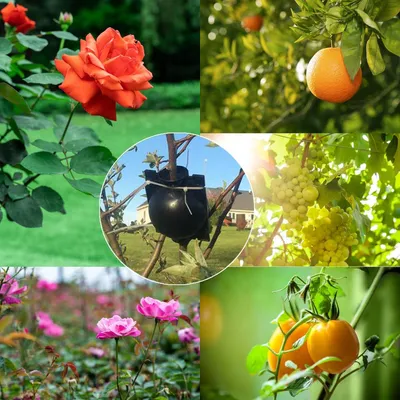 Produktbild von Pflanzenwurzelbox Set, 15 Stück, wiederverwendbar, für Garten und Vermehrung