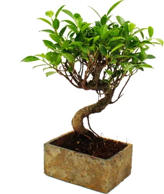 Immagine prodotto di Bonsai per la stanza - in Vetroceramica di tendenza moderna - bonsai ficus da interno - 6 anni - aspetto pietra