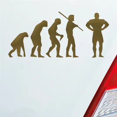 Produktbild von Auto Aufkleber Evolution Fitness Sport Bodybuilding 15x7 cm Gold Sticker Heckscheibenaufkleber