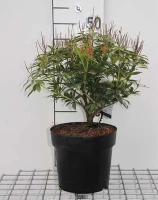 Obrázok produktu pre Pieris japonský 'Debutante' - Schattenglöckchen Debutate 30- 40 cm - Kontajner