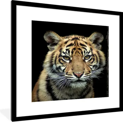Produktbild von MuchoWow® Gerahmtes Poster Tiger - Schwarz - Jungtier 40x40 cm - Poster mit Schwarzem Bilderrahmen Wandposter Rahmen Foto Bilder - Poster - Plakat im Rahmen