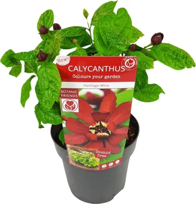 Immagine prodotto di Sinocalycanthus Hartlage Wine Ø19cm, altezza 30-50cm, Carolina Allspice