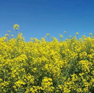 Produktbild von Blumen Kunstdruck Bild - Goldenes Rapsfeld Vor Tiefblauem Himmel (40 x 40 cm)