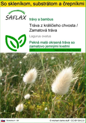 Obrázok produktu pre SAFLAX Kultivačný set - Tráva z králičieho chvosta / Zamatová tráva - Lagurus ovatus - 100 Semená - S mini skleníkom, pestovateľským substrátom a 2 črepníkmi