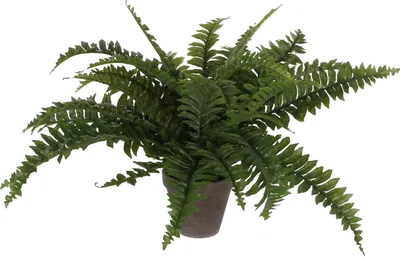 Produktbild von Mica Decorations Boston Farn Kunstpflanze im Blumentopf Stan - H42 x Ø50 cm - Grün