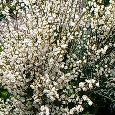 Image de 2 plants de Cytise blanche ('Albus') | Hauteur : 40-60 cm, vendues en pot