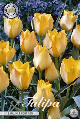 Produktbild von Tulpe Batalinii Bright Gem (10 Stück) | Tulpenzwiebeln von Sam van Schooten