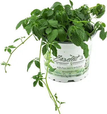 Produktbild von Enseleits Jiaogulan Pflanze Gynostemma pentaphyllum, aus 1.Generation vegetativ vermehrt! Kraut der Unsterblichkeit