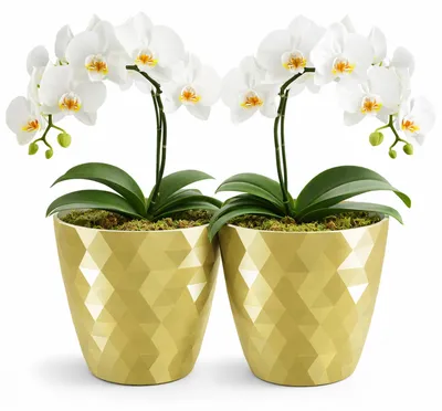 Image de Omgoods - Coffret de 2 pots en forme de fleurs, dorés - Pots décoratifs pour plantes de grande et petite taille