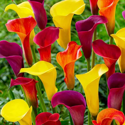 Zdjęcie produktu dla Cebulki calli (Zantedeschia) – mrozoodporne, wieloletnie – kolekcja "Sunny" – 10 dużych cebul kwiatowych, mieszanka 5 odmian – autentyczne rośliny z Holandii – do ogrodu i do doniczek (bez nasion, nie są sztuczne)