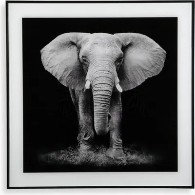 Produktbild von BigBuy Home S3403596 Bild, Elefant, 2 x 50 x 50 cm