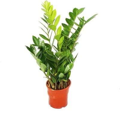 Obrázok produktu pre Zamioculcas zamiifolia - Zamio Palm - Zamio Fern 14cm hrniec
