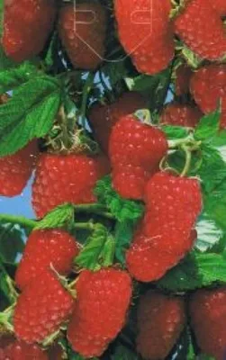 Produktbild von Rubus idaeus Schönemann  - rote Himbeere Schönemann