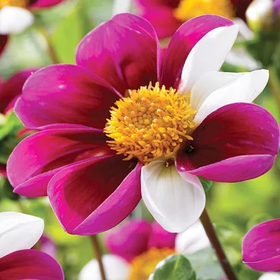 Obrázok produktu pre Dahlia Karlova Top Mix Twyning's Smartie 1 ks Sadenice dahlia, veľké hľuzy
