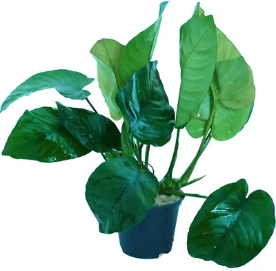 Produktbild von 1 XL-Topf Barter's Speerblatt (Anubias barteri )