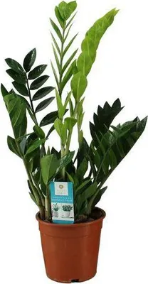 Immagine prodotto di Pianta da appartamento "Glücksfeder" (Zamioculcas zamiifolia) Ø17cm, altezza