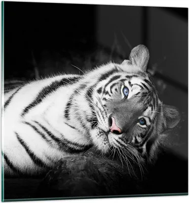 Produktbild von Bilder auf glas - Einteilig - Weiß Tiger Schwarz und Weiß - 70x70cm - Glasbilder - Wandbilder - Bilder - Wanddekoration aus Glas - Glas Bilder - Wandbild auf Glas - GAC70x70-4247