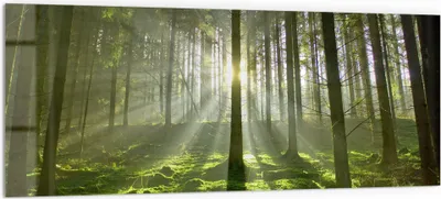 Produktbild von DEQORI Küchenrückwand Glas 125x50 cm 'Waldlichtspiele' Spritzschutz Bad Rückwand Küche