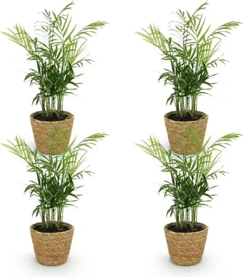 Zdjęcie produktu dla Zestaw 4 roślin doniczkowych Chamaedorea elegans wraz z naturalnym koszem