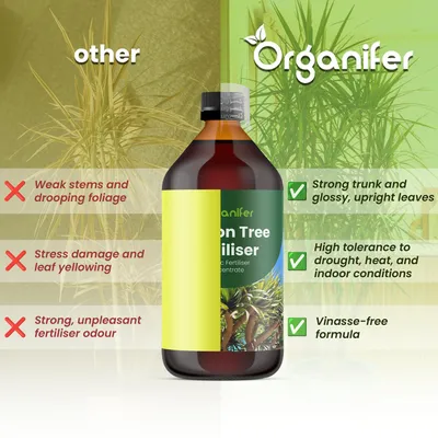 Produktbild von Drachenbaum Flüssigdünger 5x1L – 2-1-8 NPK – Flüssigdünger Für Grünpflanzen – Für Blätter & Kräftiges Wachstum – Organifer