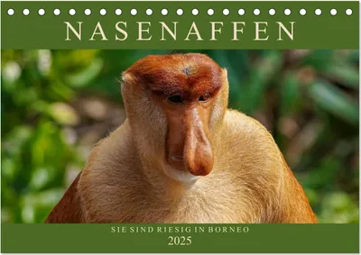 Produktbild von Nasenaffen von Borneo (Tischkalender 2025 DIN A5 quer), CALVENDO Monatskalender