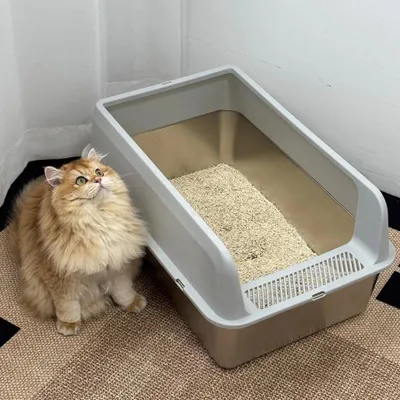 A cat is sitting next to a litter box filled with litter.