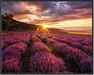 Produktbild von Wallario Wandbild Lavendelfeld bei Sonnenuntergang - Sonnenstrahlen, Größe: 40,30 x 50,30 cm, Poster mit schwarzem Aluminiumrahmen