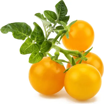 Produktbild von Click & Grow Click & Grow Yellow Mini Tomato Plant Pods