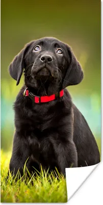 Produktbild von MuchoWow® Poster Ein schwarzer Labrador Retriever schaut auf 20x40 cm - Plakat - Foto