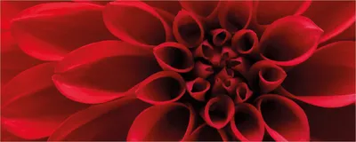 Produktbild von Wallario Poster - Rote Dahlienblüte in Nahaufnahme, Kunstdruck Größe: 80 x 200 cm