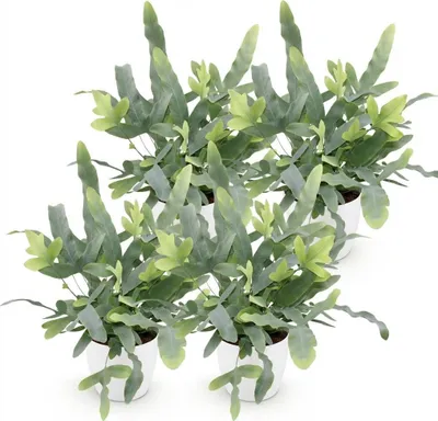 Immagine prodotto di Phlebodium aureum Blue Star, set da 4 piante da appartamento con vaso bianco