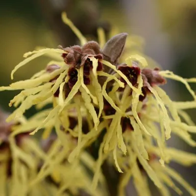 Obrázok produktu pre Čarovník  - Hamamelis intermedia 'Pallida'  | 40-60 cm v kontajneri