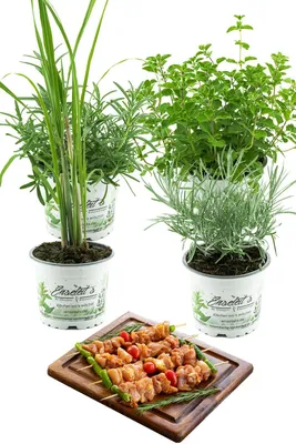 Produktbild von Enseleits Grillkräuter-Set Rosmarin, Currykraut, Zitronengras & Oregano
