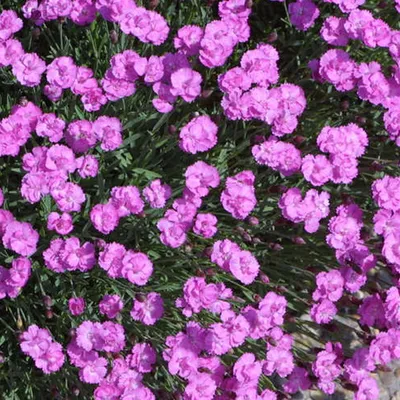 Obrázok produktu pre 6 x ružový klinček  - Dianthus gratianopolitanus 'Pink Jewel'  | Kvetináč 9 cm x 9 cm