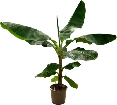 Zdjęcie produktu dla Trendyplants - Musa - Drzewo bananowe - Roślina domowa - Wysokość 140-160 cm - Rozmiar doniczki Ø27 cm