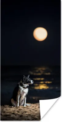Produktbild von MuchoWow® Poster Ein Porträt eines Border Collie mit Vollmond 20x40 cm - Plakat - Foto