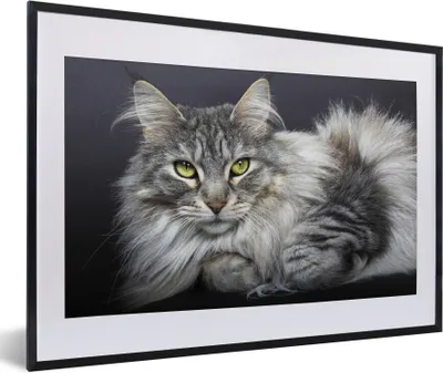 Produktbild von MuchoWow® MuchoWow® Gerahmtes Poster Eine schöne liegende Maine Coon Katze 60x40 cm - Poster mit zchwarzem Bilderrahmen - Schlafzimmer - Plakat in Rahmen - Drucken