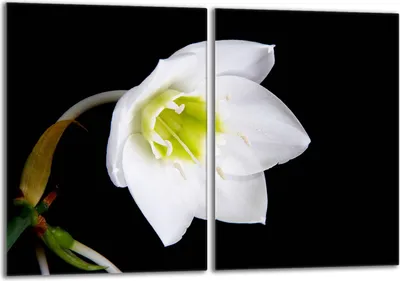 Produktbild von Glasschutzplatte für den Herd 2x40x52 Orchidea