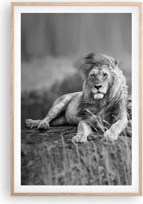 Produktbild von Gerahmtes Poster - Rahmen in heller Eiche - Löwe Tier Natur - 61x91,5 cm - Wand Bild - Wanddeko - Wandbilder - Kunstposter - Wandposter - Bilderrahmen - Bilder - Kunstdruck - Wandbild P2NPA61x91-3931
