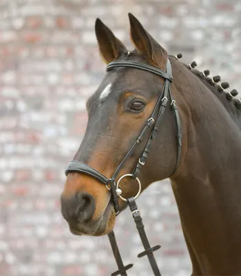 Immagine prodotto di Bridle STAR Hannover nero, SH