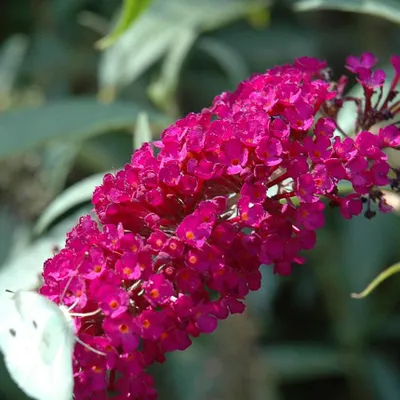 Produktbild von Buddleja Royal Red - Sommerflieder/Schmetterlingsflieder - Duftend und Winterhart - Buddleia | 2 Liter Topf