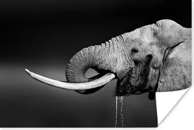 Produktbild von MuchoWow® Poster Elefant - Wasser - Tiere - Schwarz - Weiß 60x40 cm - Schlafzimmerdekoration