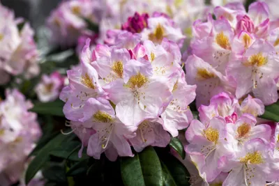 Produktbild von Rhododendron Hybr. 'Brigitte', Rhododendron, rosa Blüten, 40–50 cm
